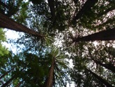 Trees_Look_Up_Sidebar