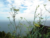 SF_Cliff_Scene_SBar