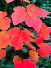 Autumn_Leaves_Sidebar