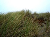 Grass_Sidebar2