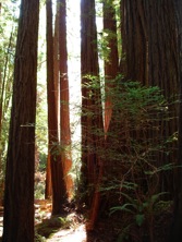 Redwoods_Sidebar